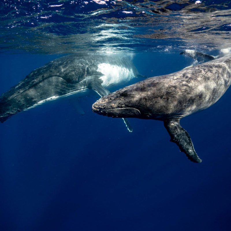 Ballenas